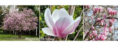 magnólie šácholán účinky na zdraví použití užívání využití pěstování zajímavosti botanický popis tradiční čínská medicína TČM legendy