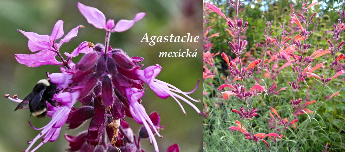 Agastache mexická - účinky na zdraví, co léčí, použití, užívání, využití, pěstování