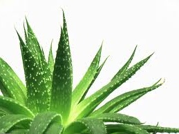 Aloe vera - účinky na zdraví a rány, účinné látky
