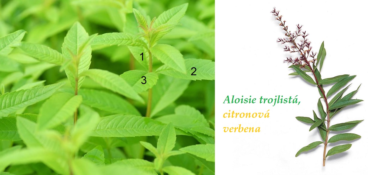 Aloisie trojlistá, citronová verbena - účinky na zdraví, co léčí, použití, užívání, využití, pěstování