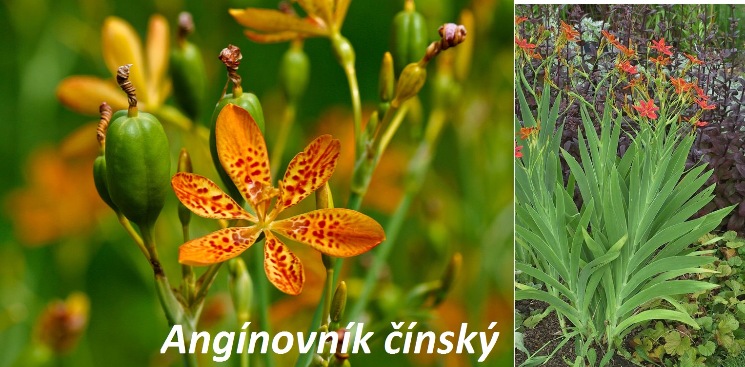 Angínovník - účinky na zdraví, co léčí, použití, užívání, využití, pěstování