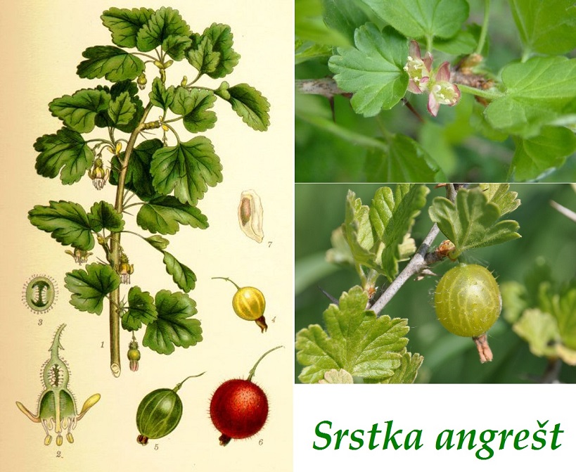 Angrešt - účinky na zdraví, co léčí, použití, užívání, využití, pěstování