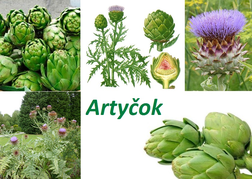 Artyčok - účinky na zdraví, co léčí, použití, užívání, využití, pěstování, dávkování