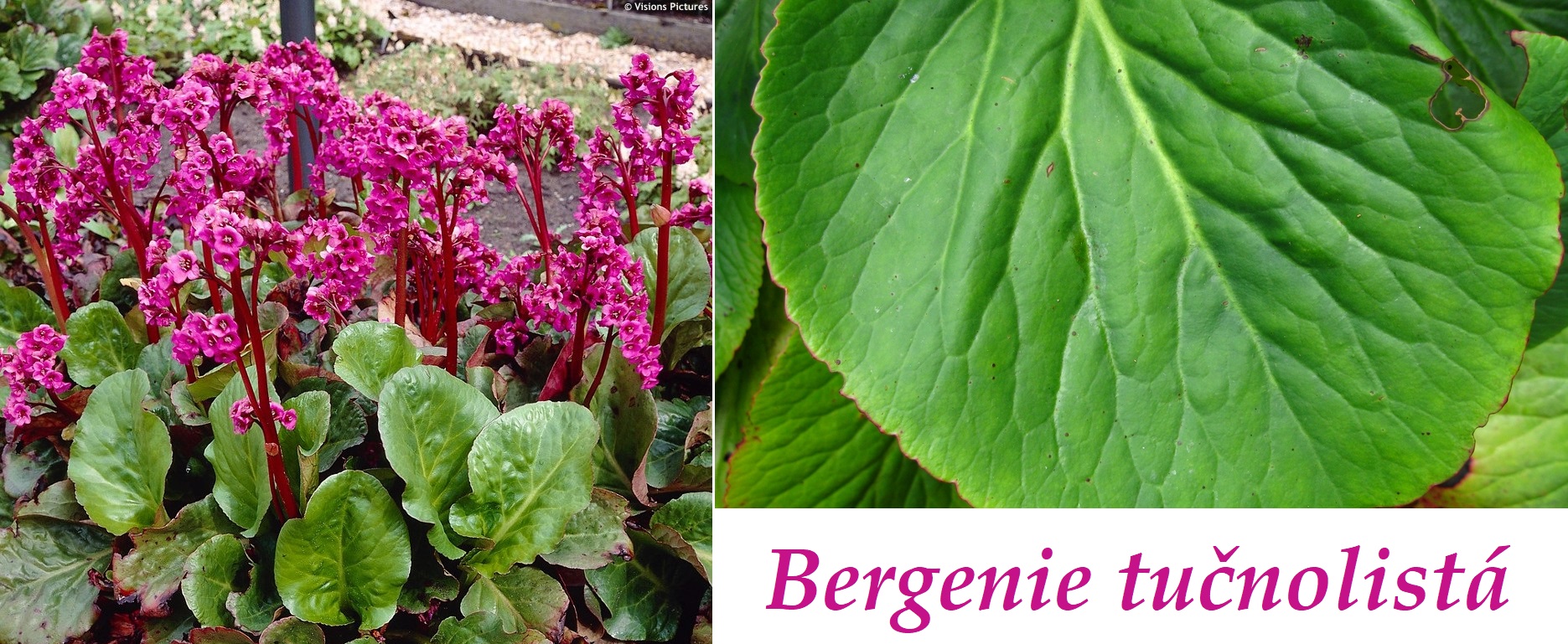 Bergenie tučnolistá - účinky na zdraví, co léčí, použití, užívání, využití, pěstování