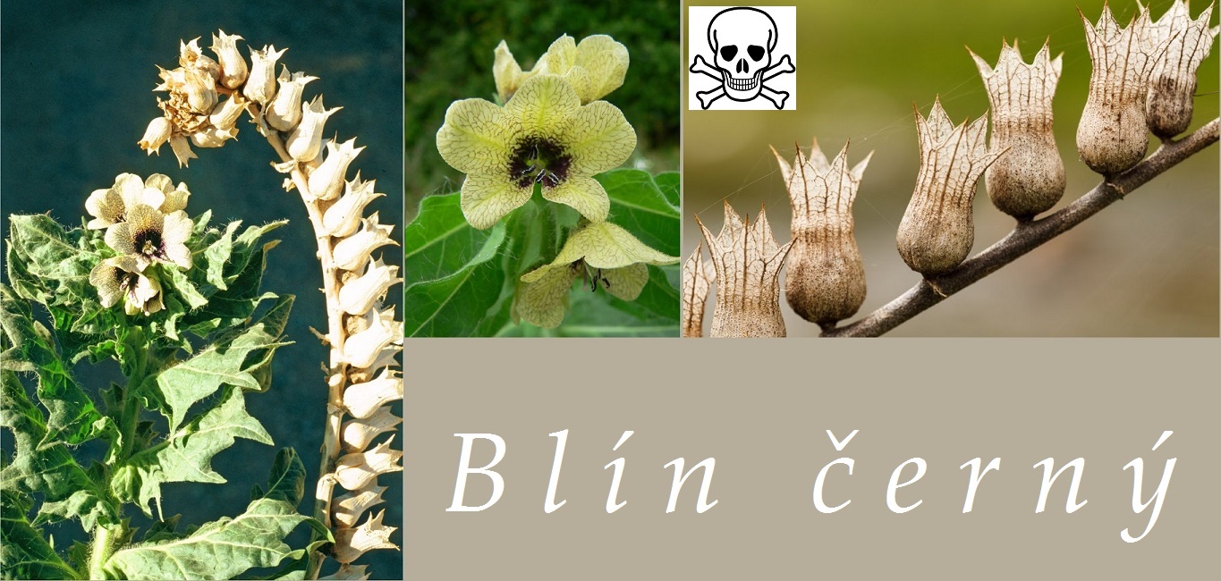 Blín černý - účinky na zdraví, příznaky otravy, fotografie, pověsti
