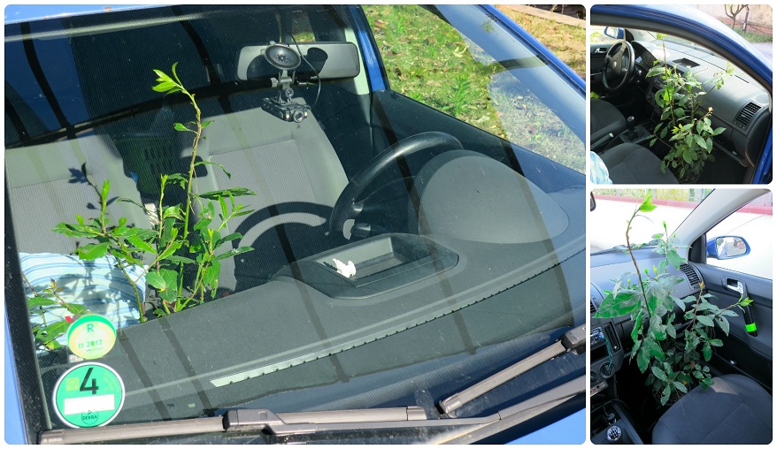 bobkovy list vavrin ucinky na zdravi co leci pouziti uzivani vyuziti pestovani historie a zajimavosti 3