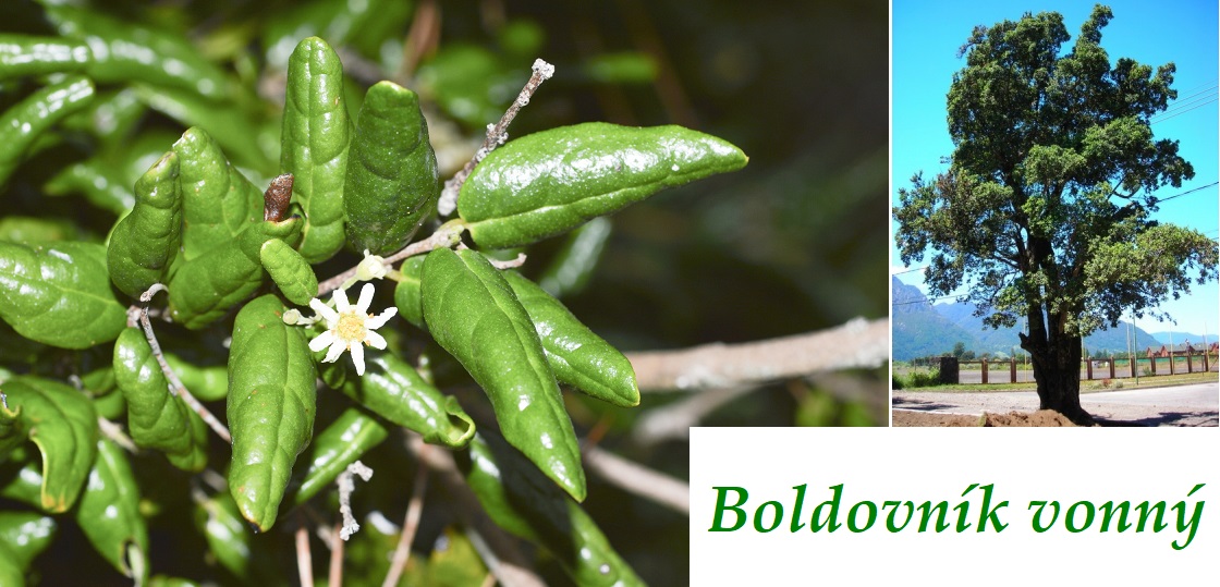 Boldovník vonný - účinky na zdraví, co léčí, použití, užívání, využití, dávkování, co sbíráme, pěstování