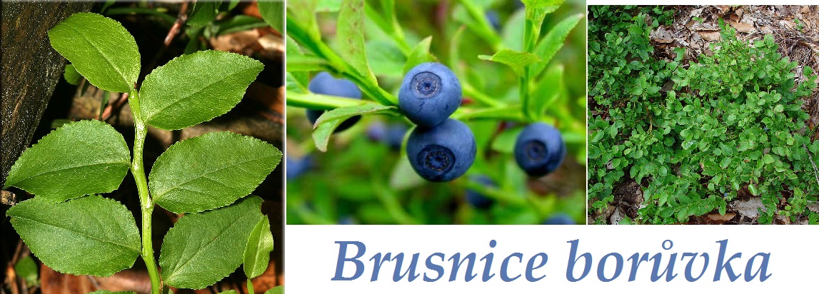 Borůvky, brusnice borůvka - účinky na zdraví, co léčí, použití, užívání, využití, pěstování