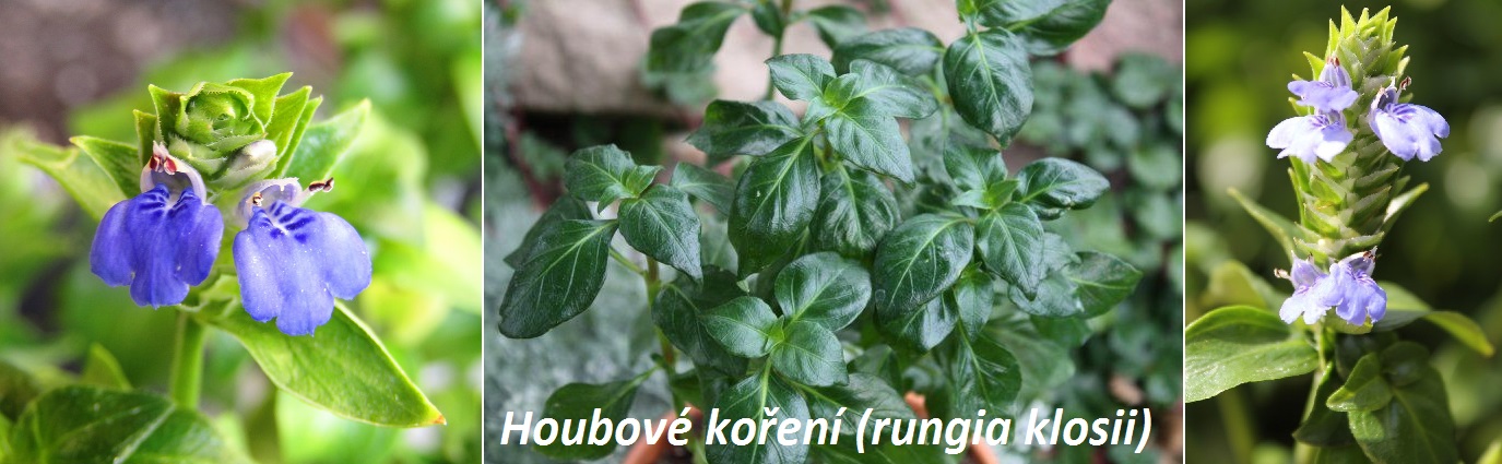 Rostlina houbové koření, žampionové koření - účinky na zdraví, co léčí, použití, užívání, využití, pěstování