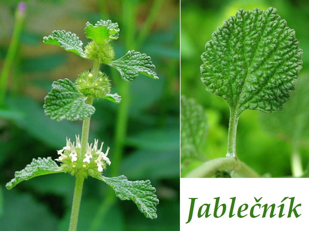 Bylinka jablečník - účinky na zdraví, co léčí, použití, užívání, využití