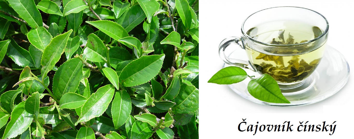 Čajovník - účinky na zdraví, co léčí, použití, užívání, využití, pěstování