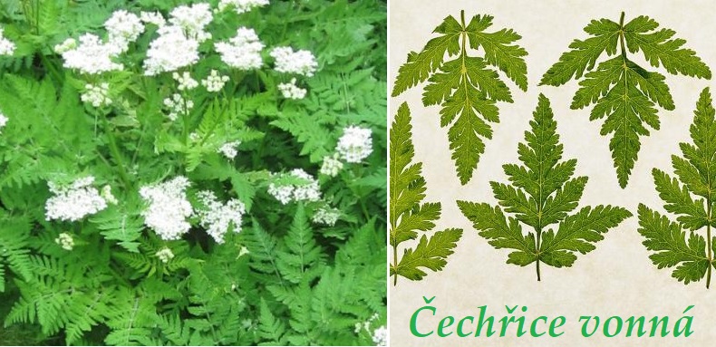 Čechřice vonná - účinky na zdraví, použití, využití, užívání, pěstování