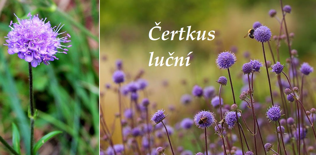Čertkus luční - účinky na zdraví, co léčí, použití, užívání, využití