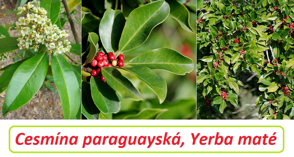 Cesmína paraguayská, yerba maté - účinky na zdraví, co léčí, použití, užívání, využití, pěstování