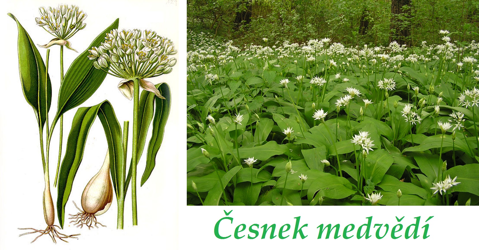 Česnek medvědí - účinky na zdraví, co léčí, použití, užívání, využití, pěstování