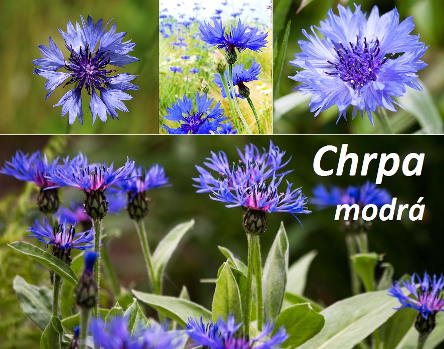 Chrpa - účinky na zdraví, co léčí, použití, užívání, využití, pěstování