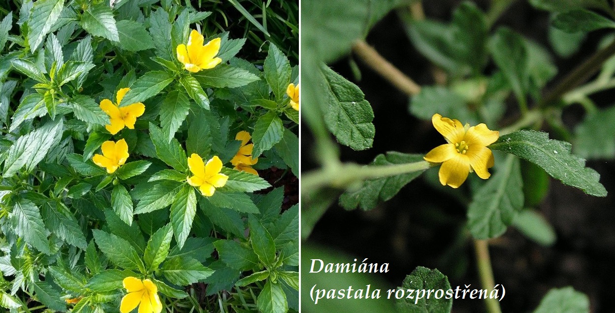 Damiána (pastala rozprostřená) - účinky na zdraví, co léčí, použití, užívání, využití, pěstování