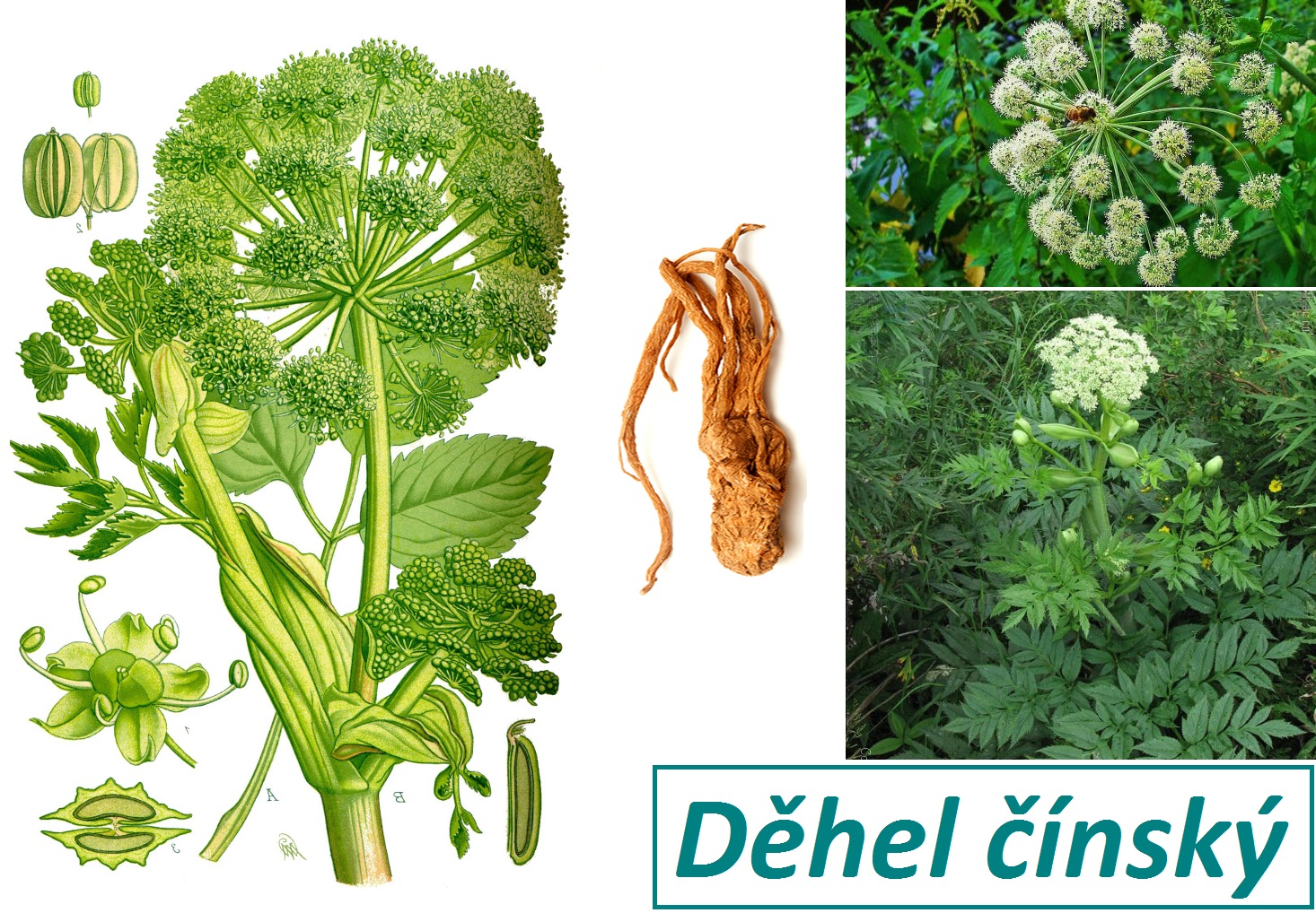 Andělika, děhel čínský - účinky na zdraví, co léčí, použití, užívání, využití