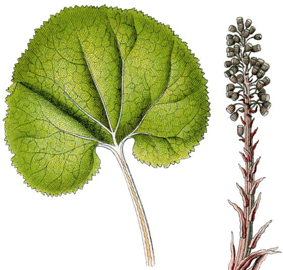 devetsil-ucinky-na-zdravi-co-leci-pouziti-uzivani-2