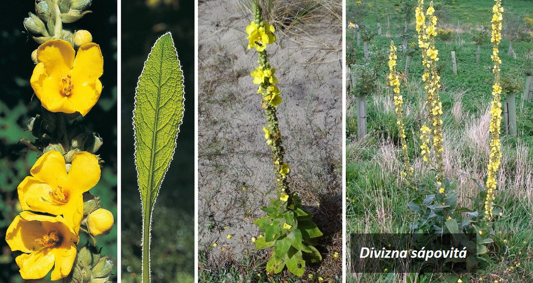 Divizna sápovitá - účinky na zdraví, co léčí, použití, užívání, využití