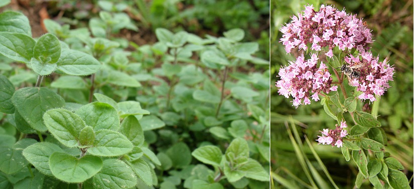 Dobromysl, oregano - účinky na zdraví, co léčí, použití, užívání, využití