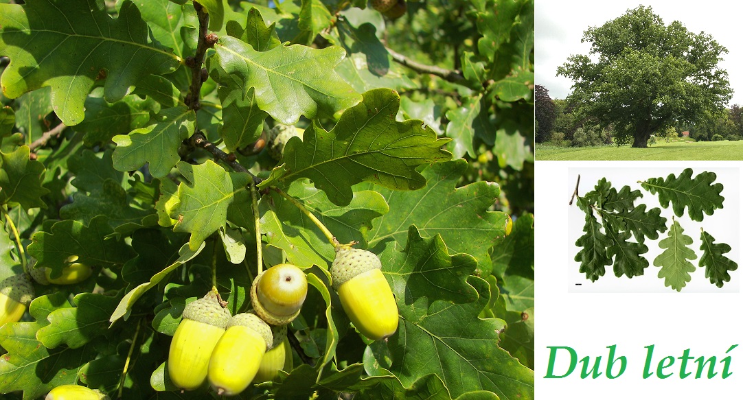 Dub, žaludy - účinky na zdraví, co léčí, použití, užívání, využití