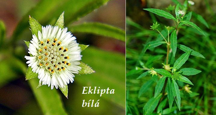 Eklipta bílá - účinky na zdraví, použití, využití, užívání