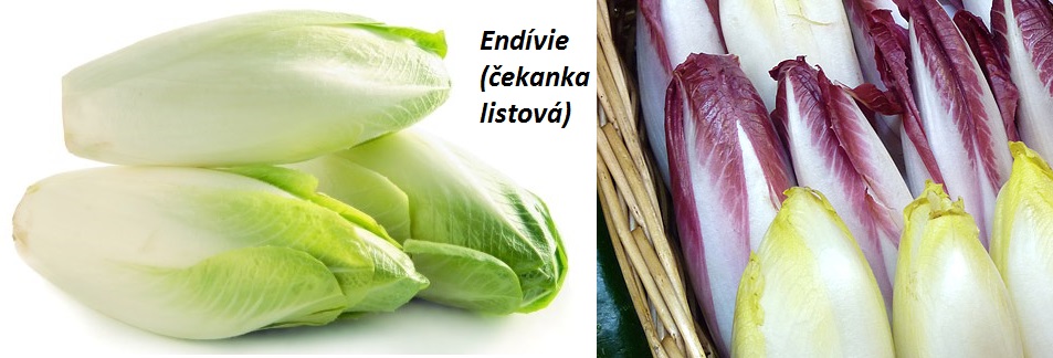 Endívie, čekanka listová - účinky na zdraví, použití v kuchyni do salátu s bylinkami, pěstování