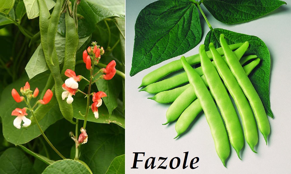 Fazol, fazole - účinky na zdraví, co léčí, použití, užívání, využití, pěstování, škůdci a nemoci fazolí