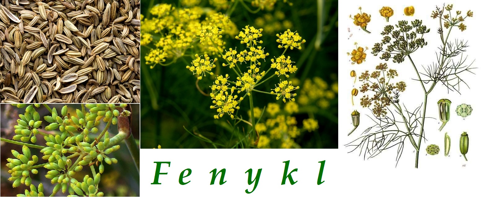 Fenykl - účinky na zdraví, co léčí, použití, užívání, využití