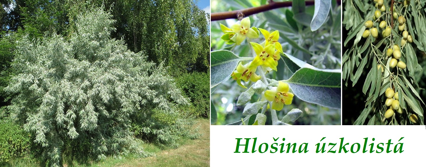 Hlošina úzkolistá - účinky na zdraví, co léčí, použití, užívání, využití, dávkování, co sbíráme, pěstování, zajímavosti