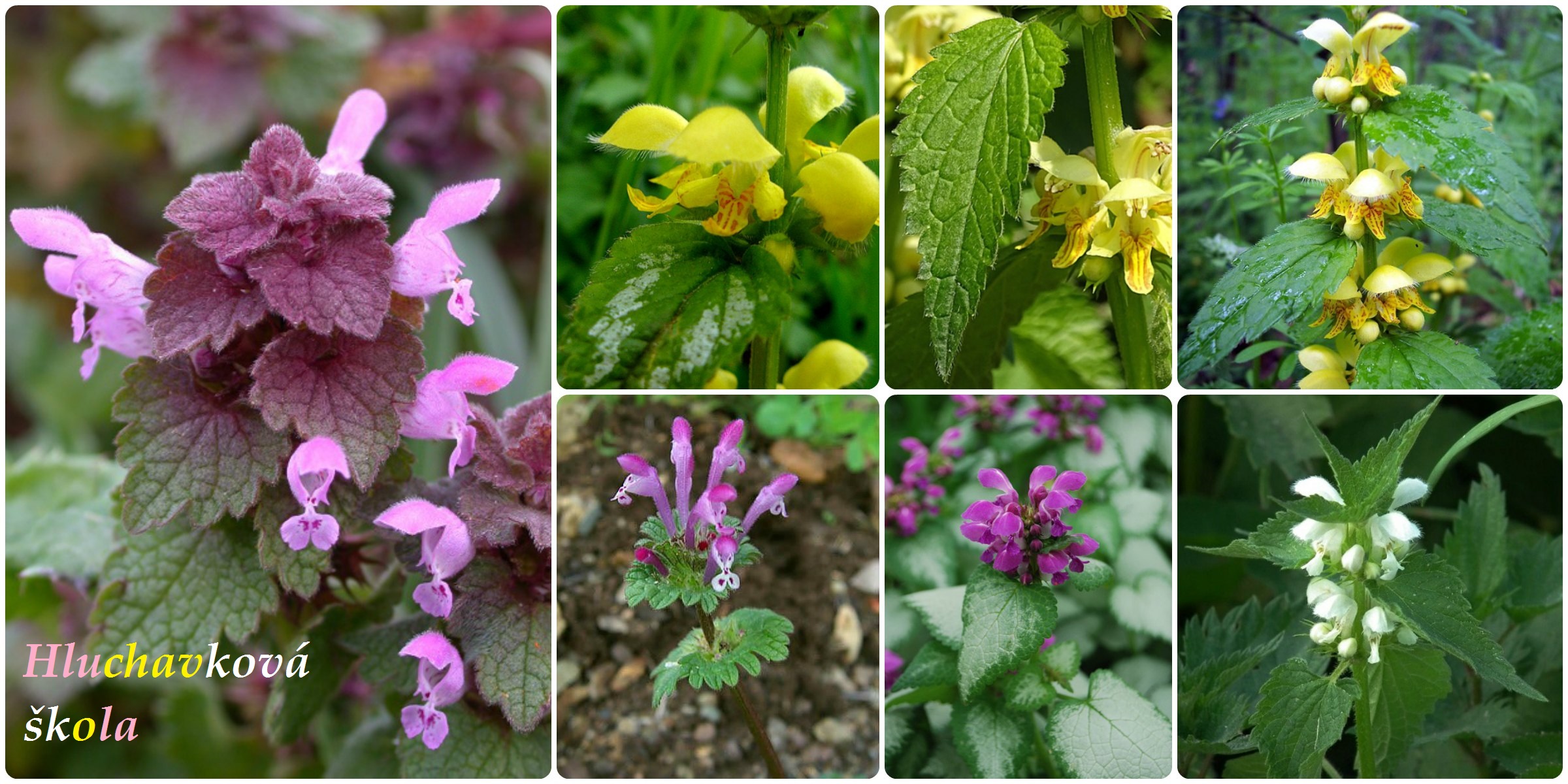 Druhy hluchavek - žluté, růžové, bílá