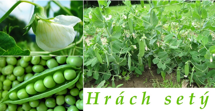 Hrášek, hrách - účinky na zdraví, co léčí, použití, užívání, využití, pěstování, škůdci a nemoci hrášku, hrachu