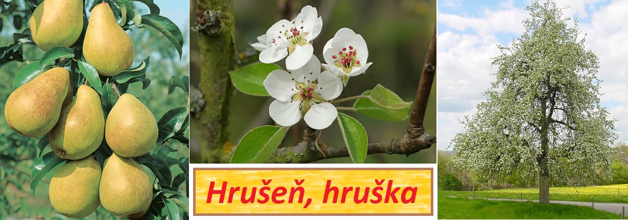 Hrušeň hruška účinky na zdraví co léčí použití využití pěstování prevence napadení hmyzem a nemocemi hrušek