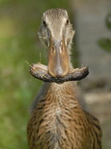 indicky bezec kachna slimak slimaci