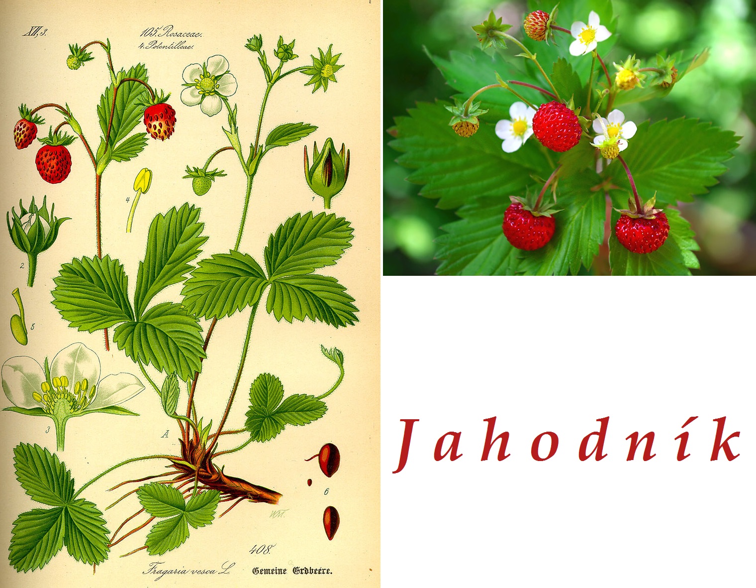 Jahoda, jahodník - účinky na zdraví, co léčí, použití, užívání, využití, pěstování, škůdci a nemoci jahod, jahodníku