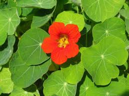 Lichořeřišnice - účinky, vliv na lidské zdraví, využití, sběr, pěstování