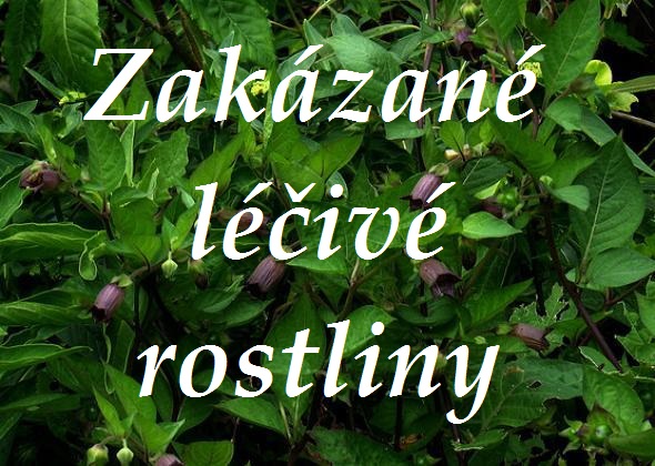 jake byliny a lecive rostliny se nesmi pouzivat do potravin a bylinnych produktu