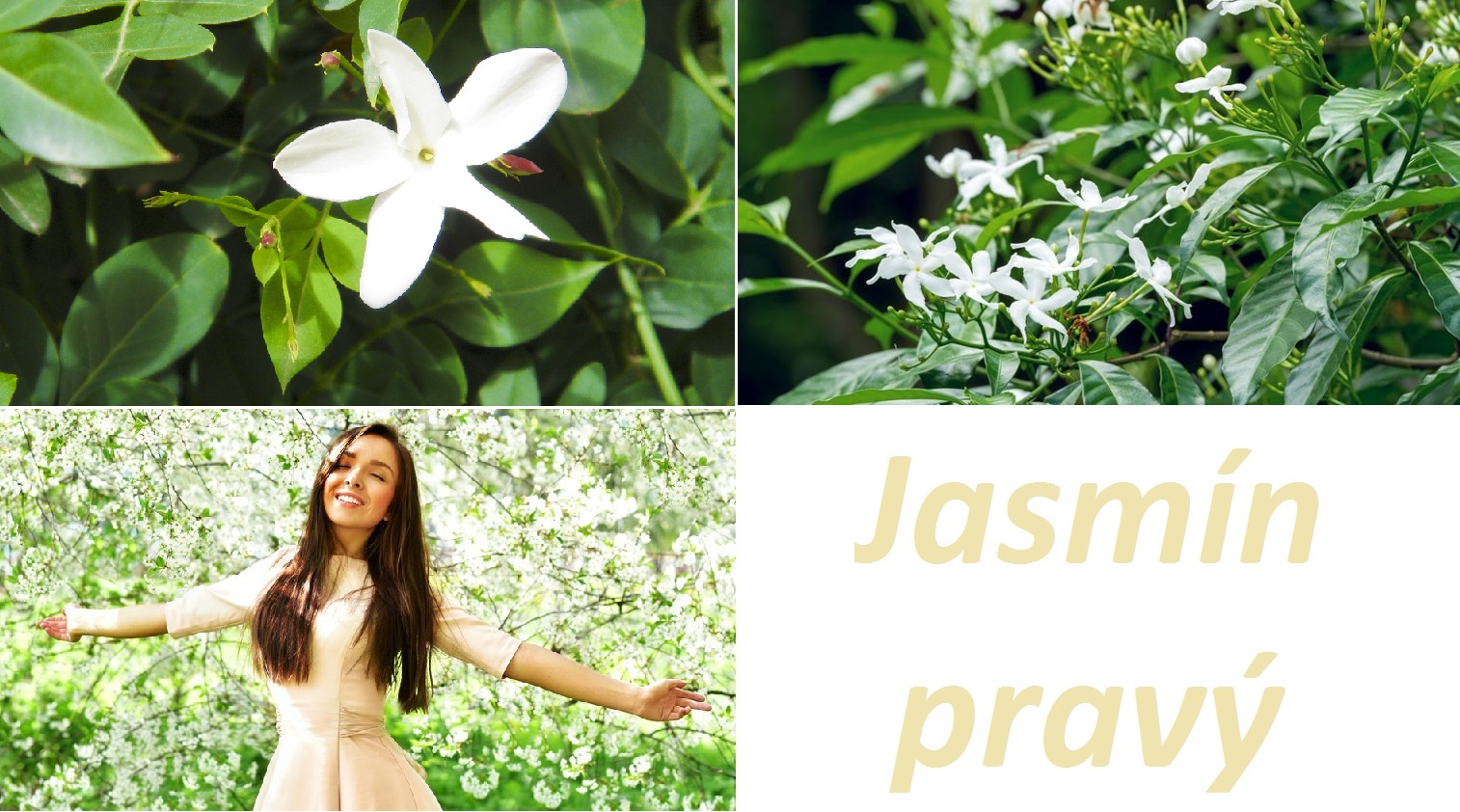 Jasmín - účinky na zdraví, co léčí, použití, užívání, využití, pěstování, škůdci a nemoci