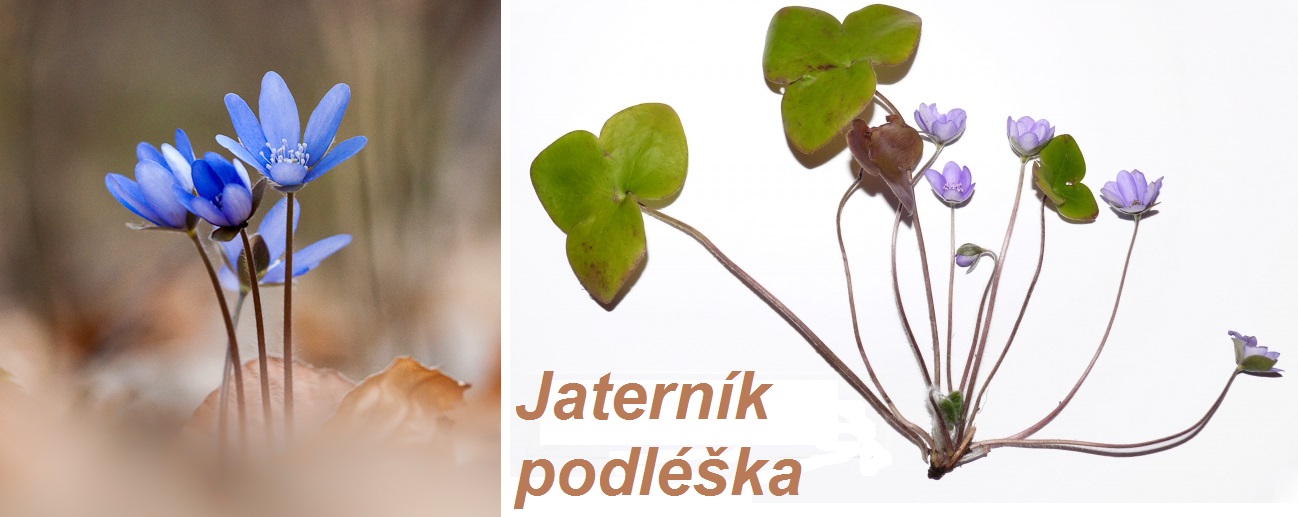 jaternik-ucinky-na-zdravi-co-leci-pouziti-uzivani-vyuziti