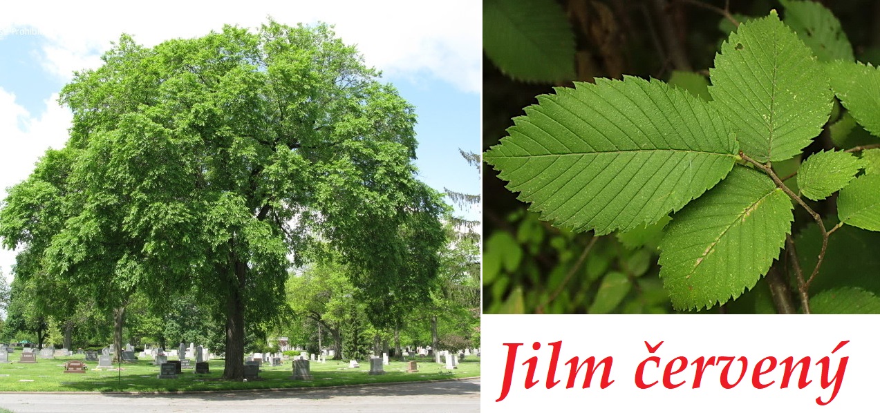 jilm cerveny ucinky na zdravi co leci pouziti uzivani vyuziti davkovani co sbirame pestovani