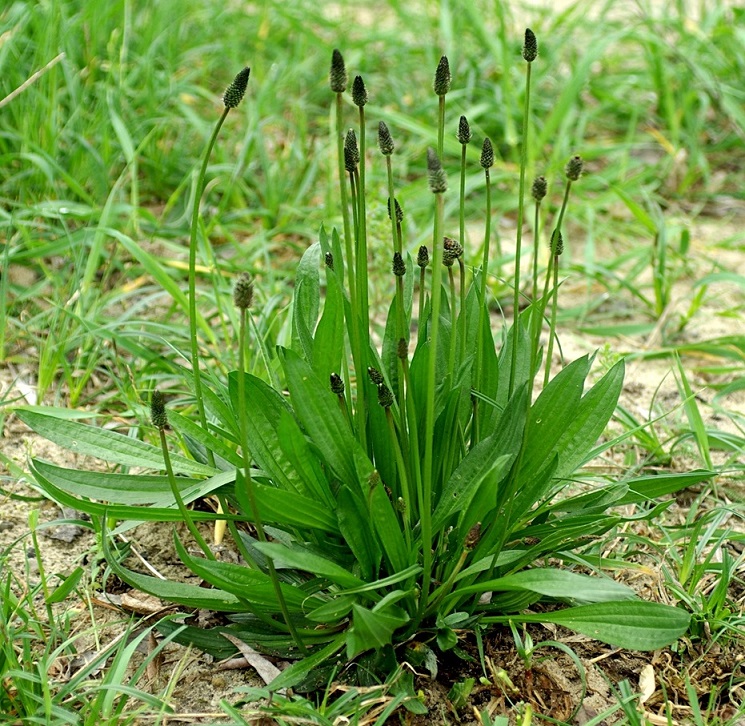 Jitrocel kopinatý - účinky na zdraví, co léčí, použití, užívání, využití