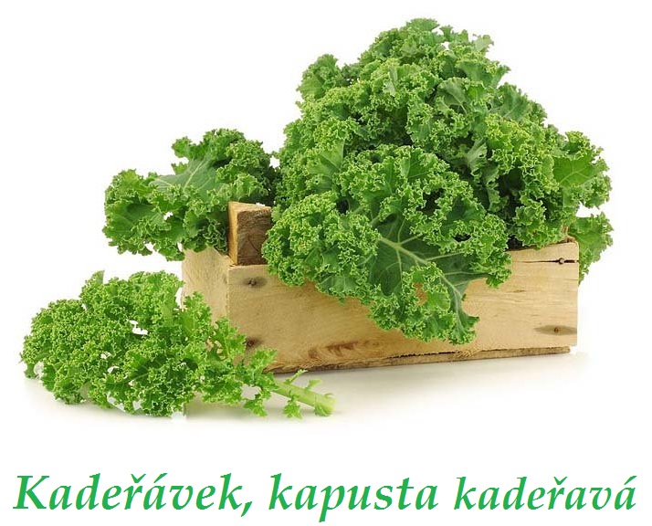Kadeřávek, kadeřavá kapusta - účinky na zdraví, co léčí, použití, užívání, využití, pěstování, škůdci a nemoci kapusty