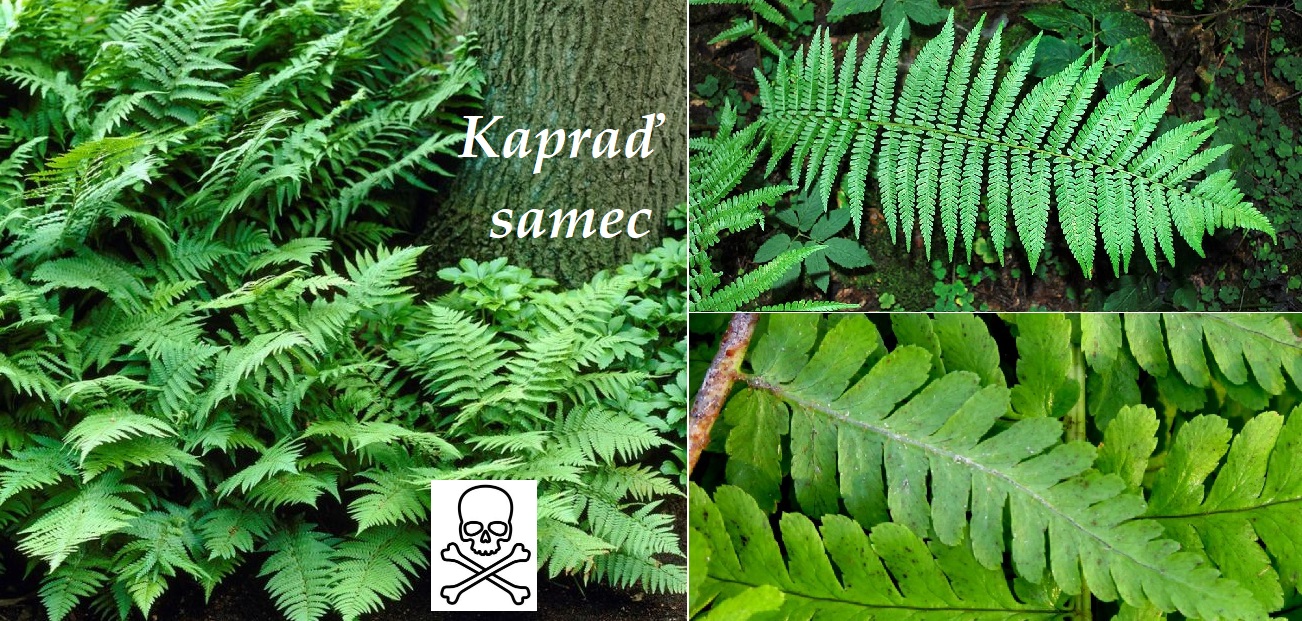 kapraď samec účinky na zdraví co léčí použití užívání využití dávkování co sbíráme pěstování