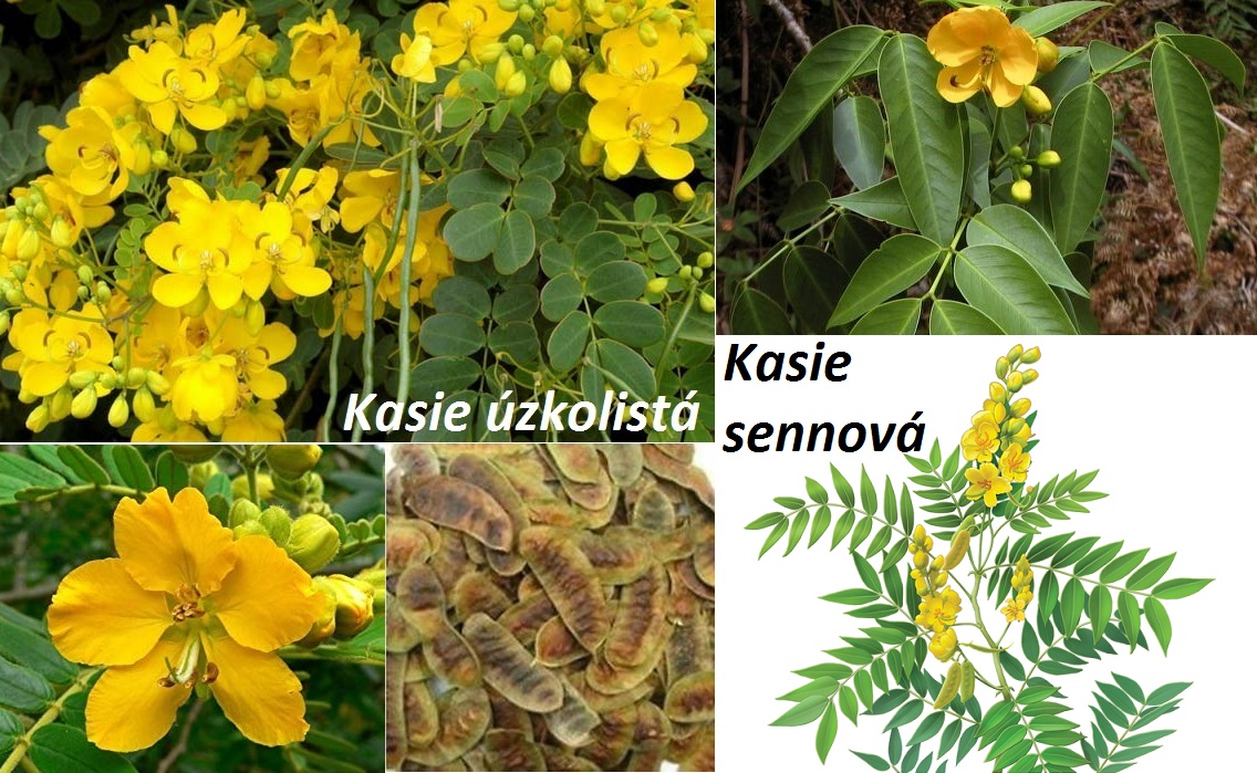 Kasie úzkolistá a kasie sennová (senna) - účinky na zdraví, co léčí, použití, užívání, využití, pěstování