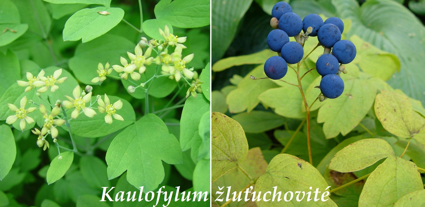 Kaulofylum žluťuchovíté, kohoš modrý - účinky na zdraví, co léčí, použití, užívání, využití, dávkování, co sbíráme, pěstování 