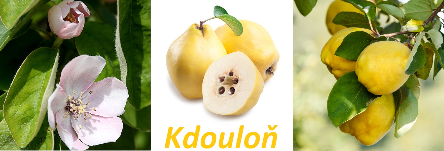 Kdouloň, kdoule - účinky na zdraví, co léčí, použití, užívání, využití, pěstování, rozmnožování, přezimování