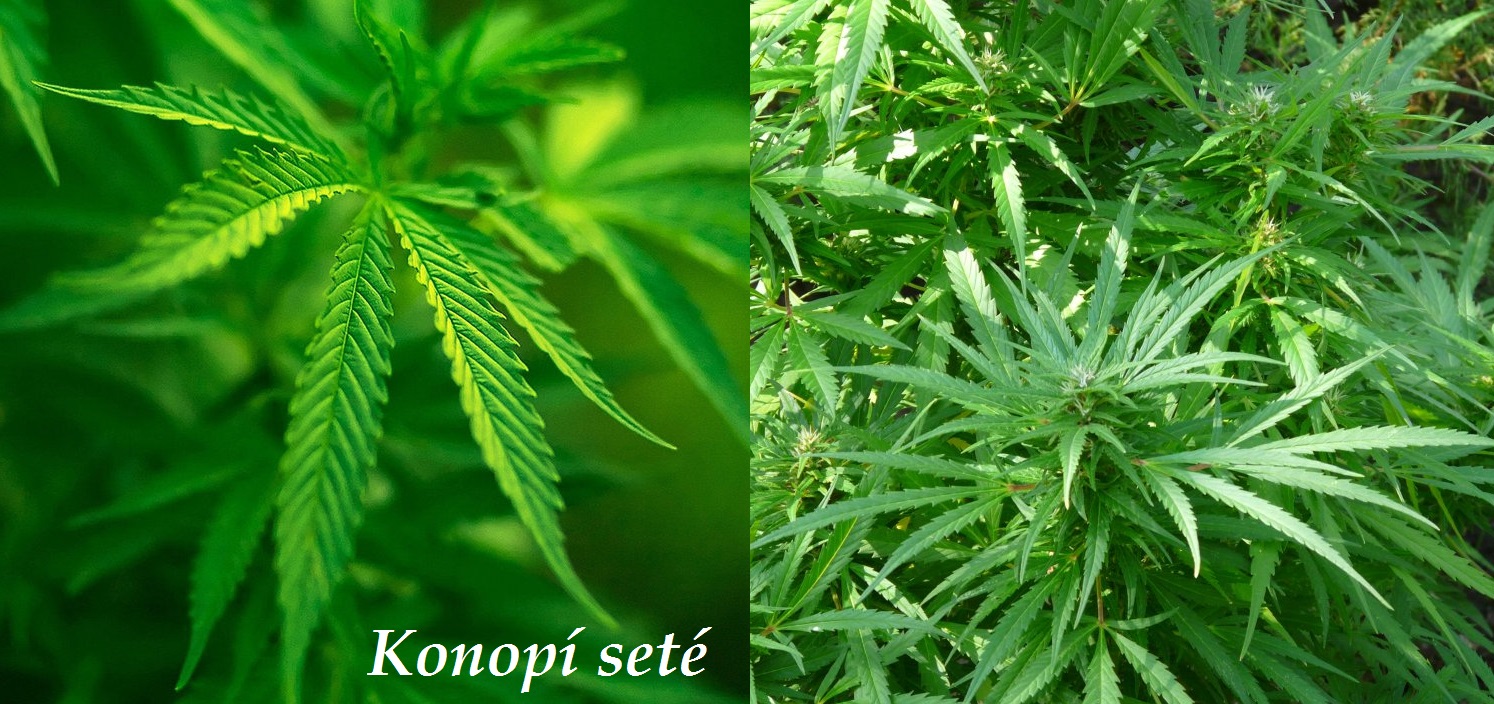konopi-ucinky-na-zdravi-co-leci-pouziti-uzivani-vyuziti
