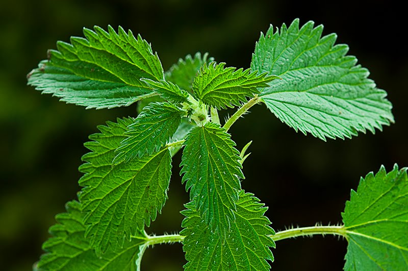 Kopřiva dvoudomá - účinky na zdraví, co léčí, použití, užívání, využití
