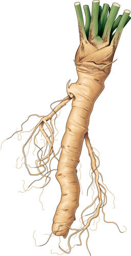 kren ucinky na zdravi co leci pouziti uzivani vyuziti pestovani skudci a nemoci krenu 2